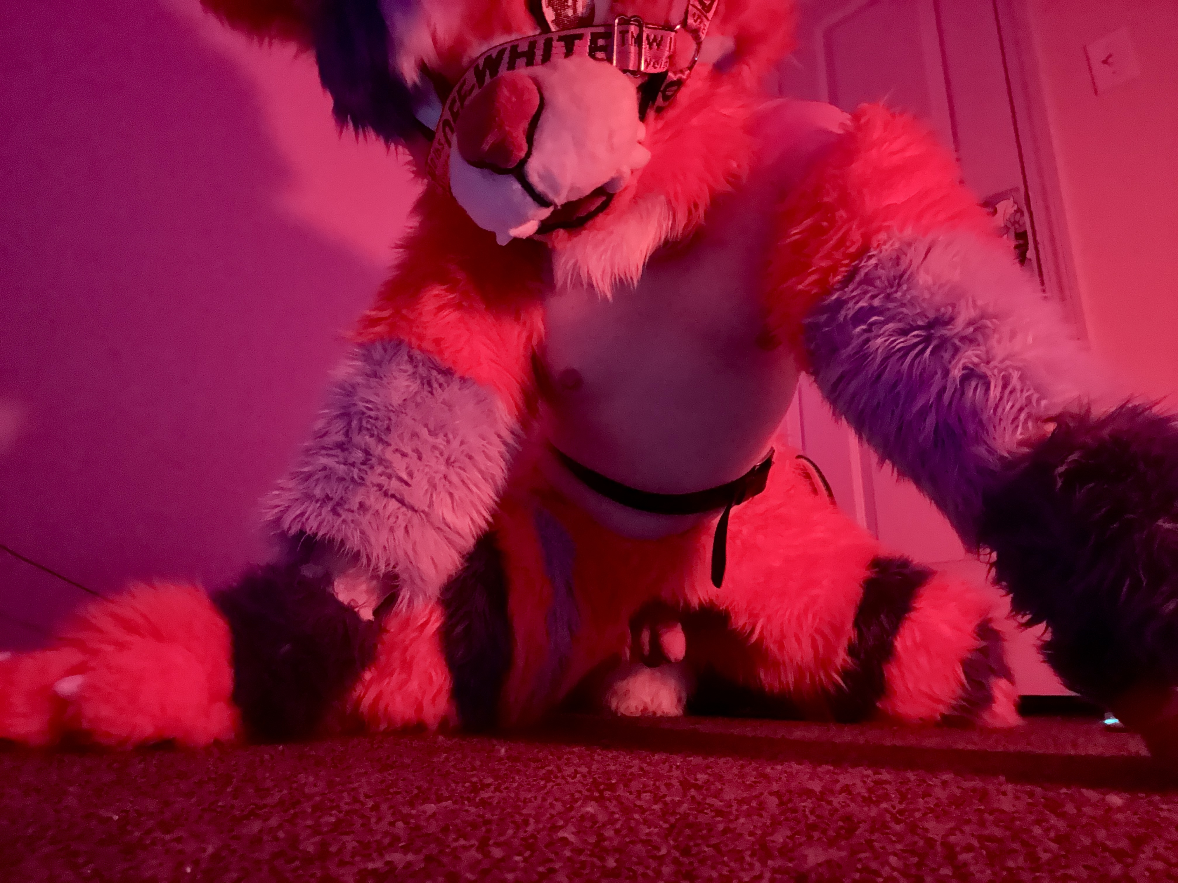 Kitty Slut